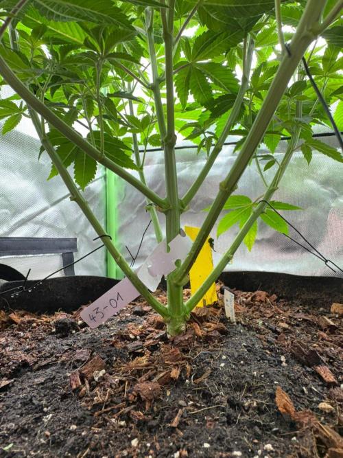 Grow Motion sucht den Super Pheno. Week 8