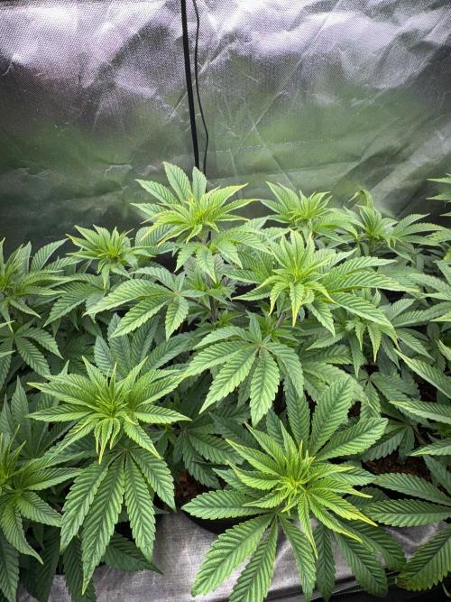 Grow Motion sucht den Super Pheno. Week 8