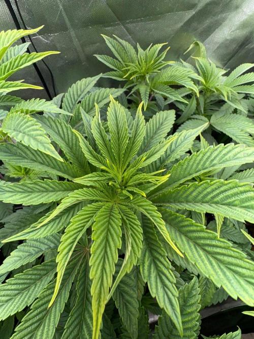 Grow Motion sucht den Super Pheno. Week 8