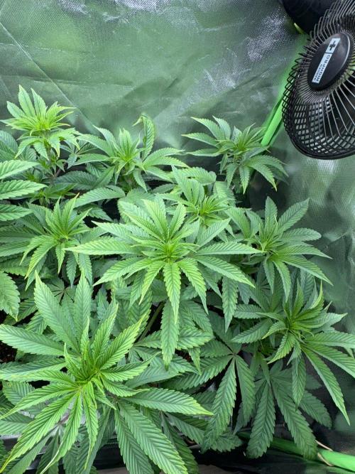 Grow Motion sucht den Super Pheno. Week 8