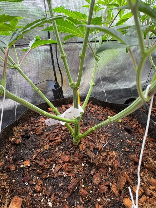 Grow Motion sucht den Super Pheno. Week 8
