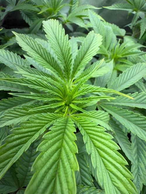 Grow Motion sucht den Super Pheno. Week 8
