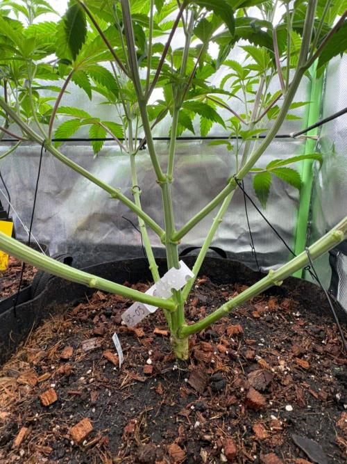 Grow Motion sucht den Super Pheno. Week 8