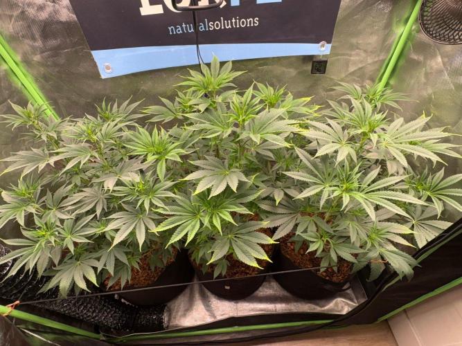 Grow Motion sucht den Super Pheno. Week 9