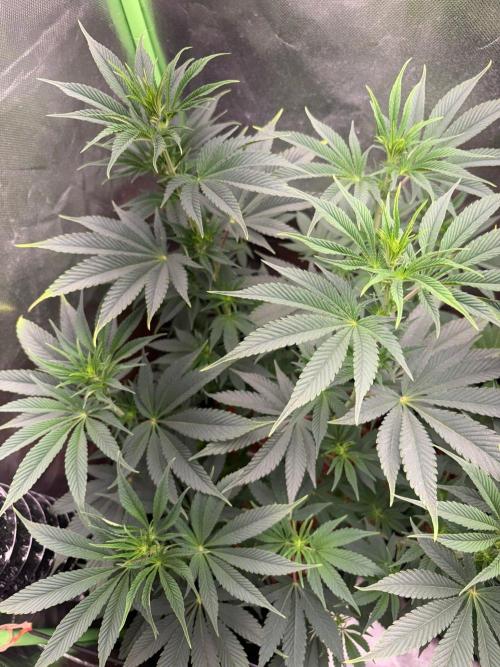 Grow Motion sucht den Super Pheno. Week 9