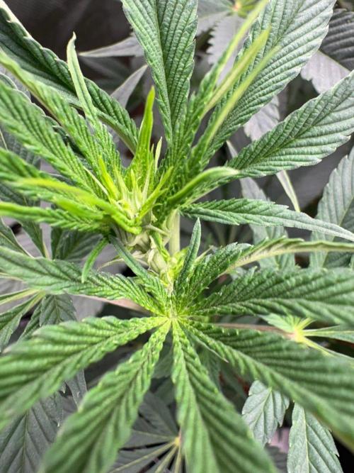 Grow Motion sucht den Super Pheno. Week 9