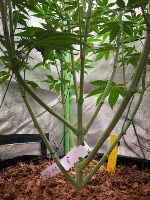 Grow Motion sucht den Super Pheno. Week 9