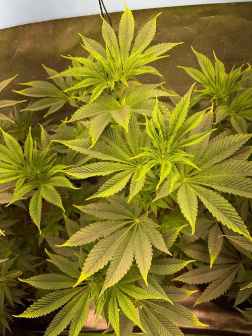 Grow Motion sucht den Super Pheno. Week 9