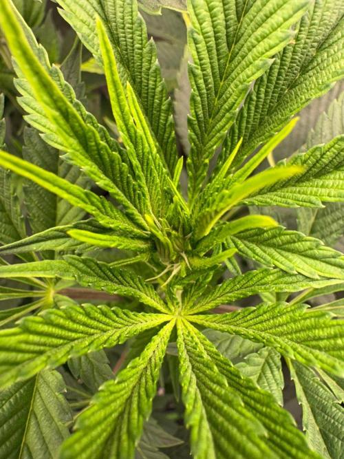 Grow Motion sucht den Super Pheno. Week 9