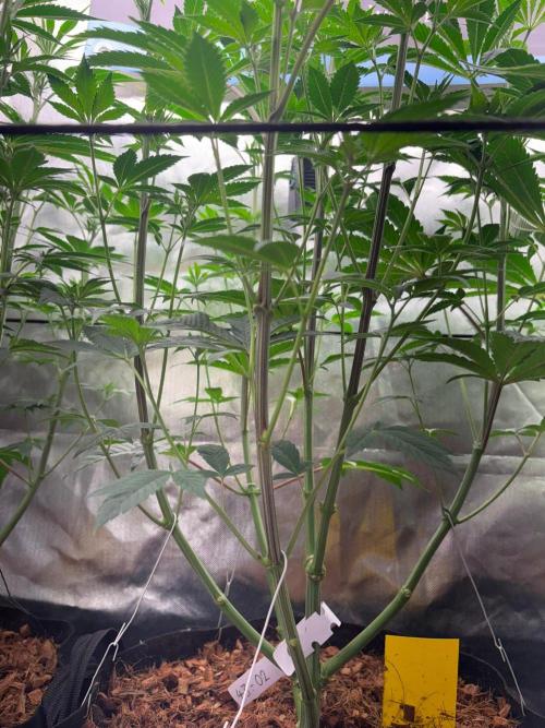 Grow Motion sucht den Super Pheno. Week 9
