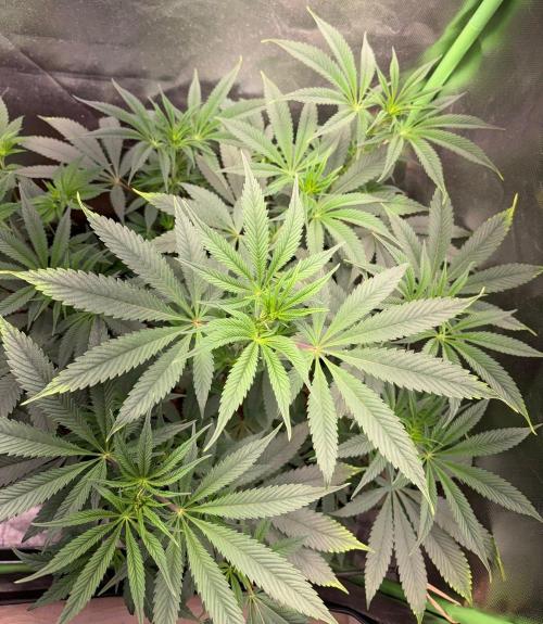Grow Motion sucht den Super Pheno. Week 9