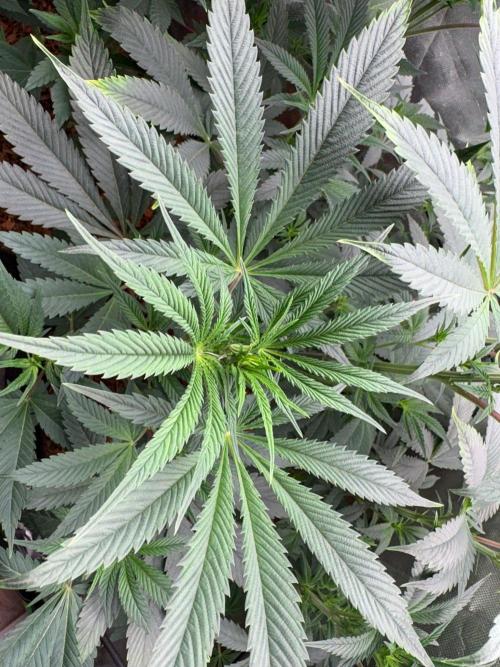 Grow Motion sucht den Super Pheno. Week 9