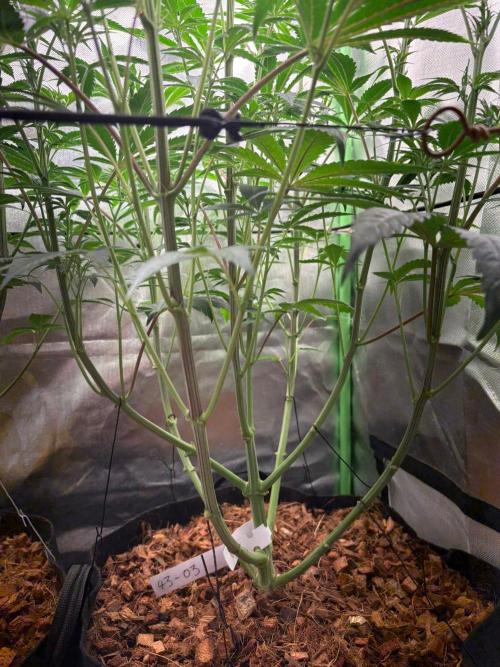 Grow Motion sucht den Super Pheno. Week 9
