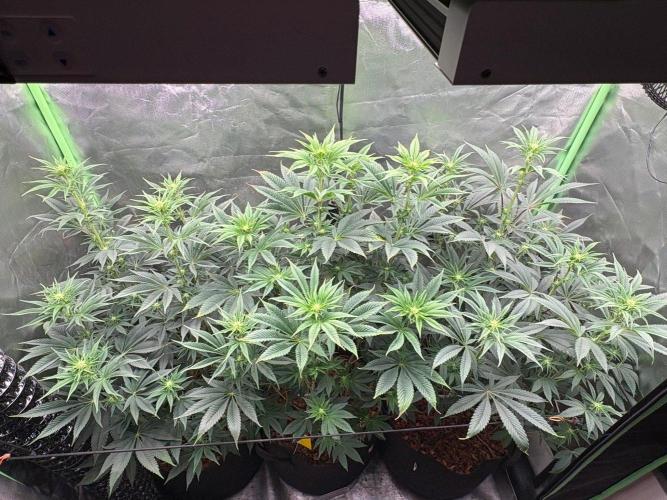 Grow Motion sucht den Super Pheno. Week 10