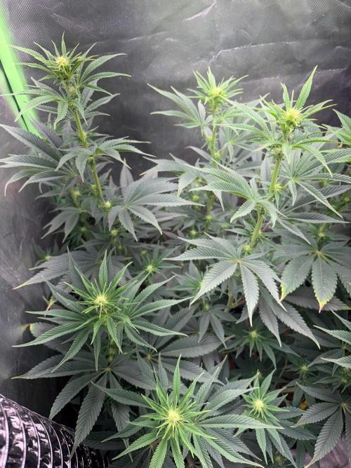 Grow Motion sucht den Super Pheno. Week 10