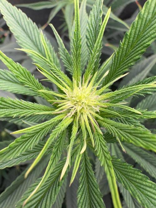 Grow Motion sucht den Super Pheno. Week 10