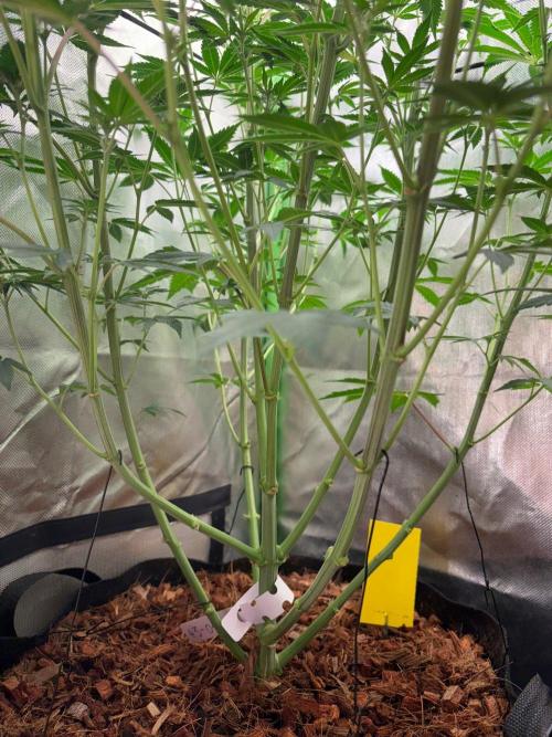 Grow Motion sucht den Super Pheno. Week 10