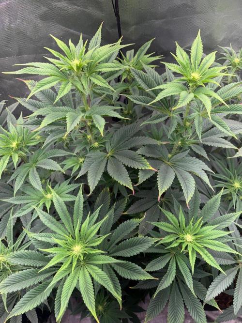 Grow Motion sucht den Super Pheno. Week 10