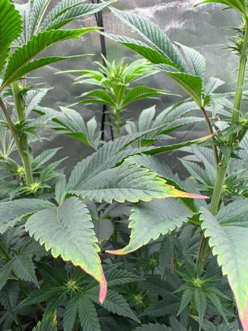 Grow Motion sucht den Super Pheno. Week 10