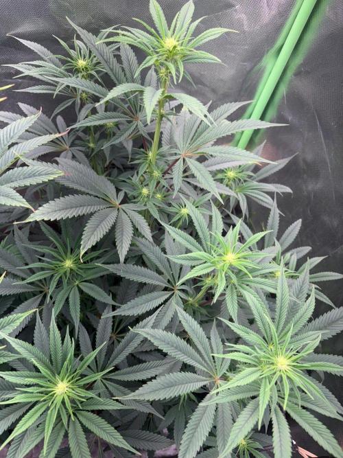 Grow Motion sucht den Super Pheno. Week 10