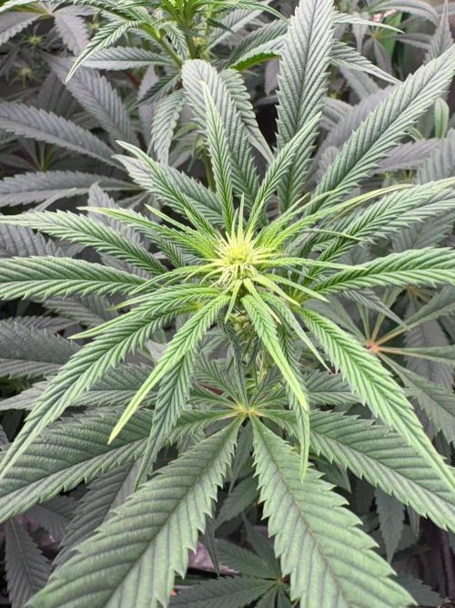 Grow Motion sucht den Super Pheno. Week 10