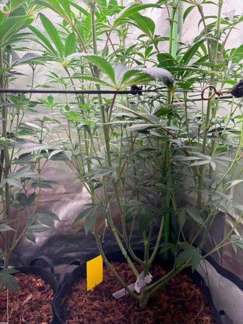 Grow Motion sucht den Super Pheno. Week 10