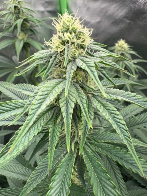Grow Motion sucht den Super Pheno. Week 12