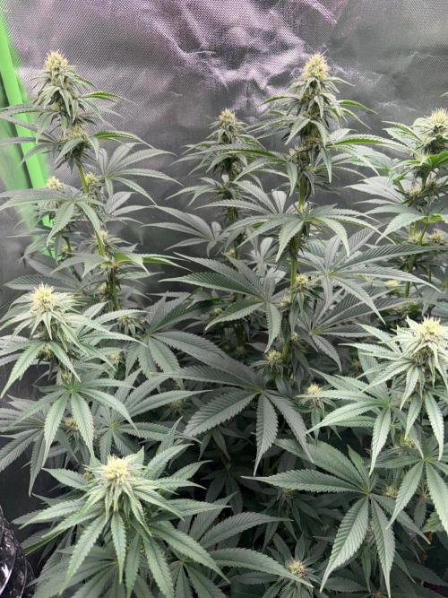 Grow Motion sucht den Super Pheno. Week 12