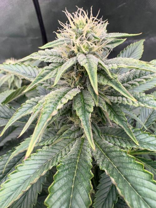 Grow Motion sucht den Super Pheno. Week 12