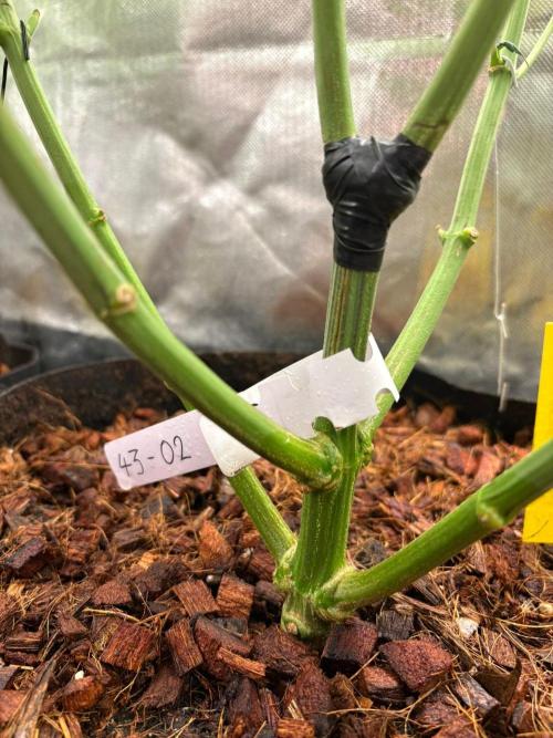 Grow Motion sucht den Super Pheno. Week 12