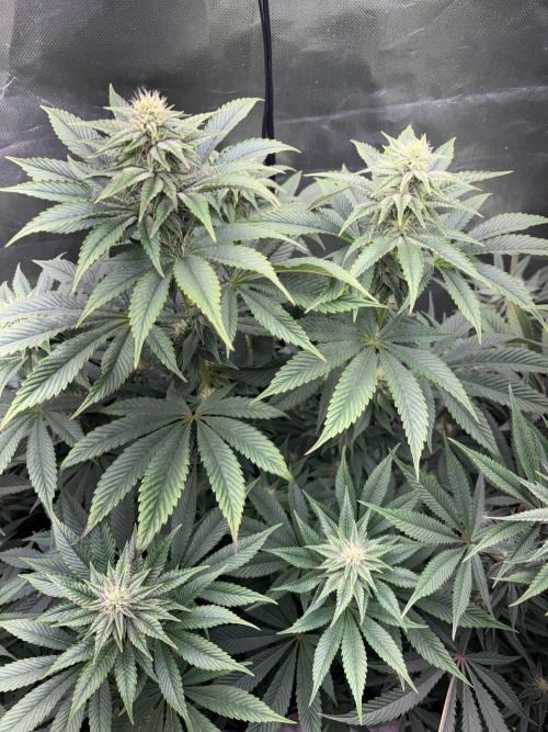 Grow Motion sucht den Super Pheno. Week 12