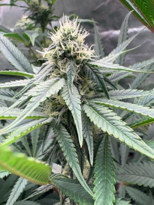 Grow Motion sucht den Super Pheno. Week 12