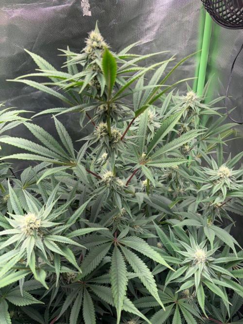 Grow Motion sucht den Super Pheno. Week 12