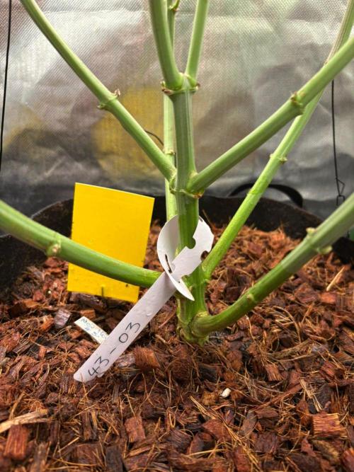 Grow Motion sucht den Super Pheno. Week 12