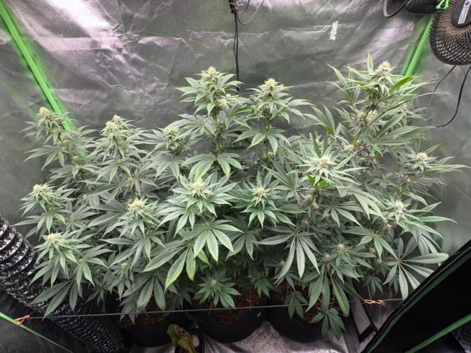 Grow Motion sucht den Super Pheno. Week 12