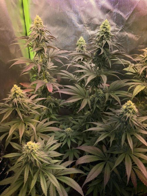 Grow Motion sucht den Super Pheno. Week 14