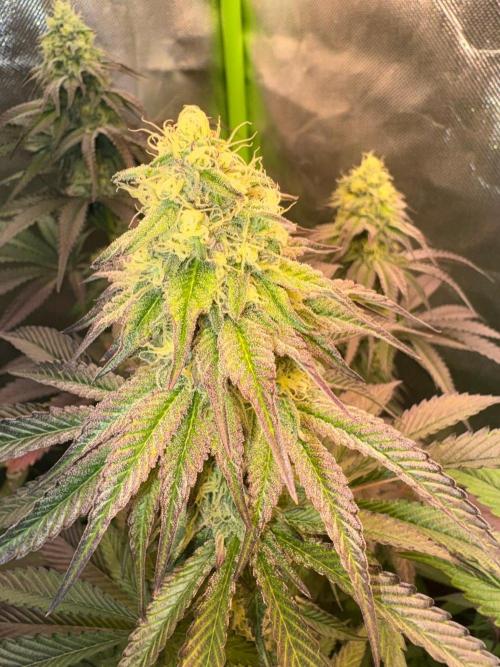 Grow Motion sucht den Super Pheno. Week 14