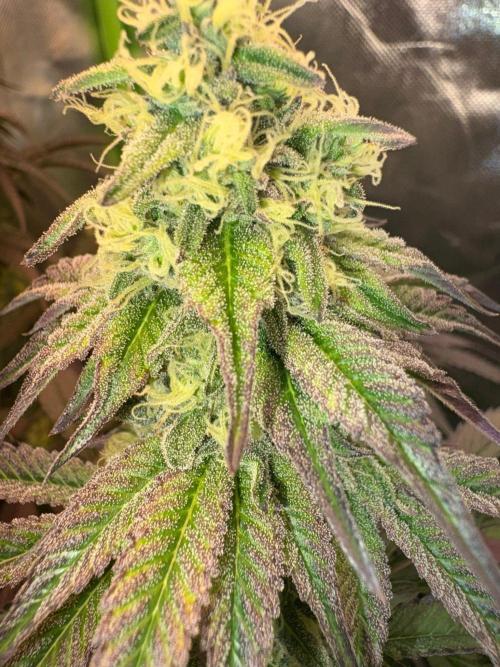 Grow Motion sucht den Super Pheno. Week 14