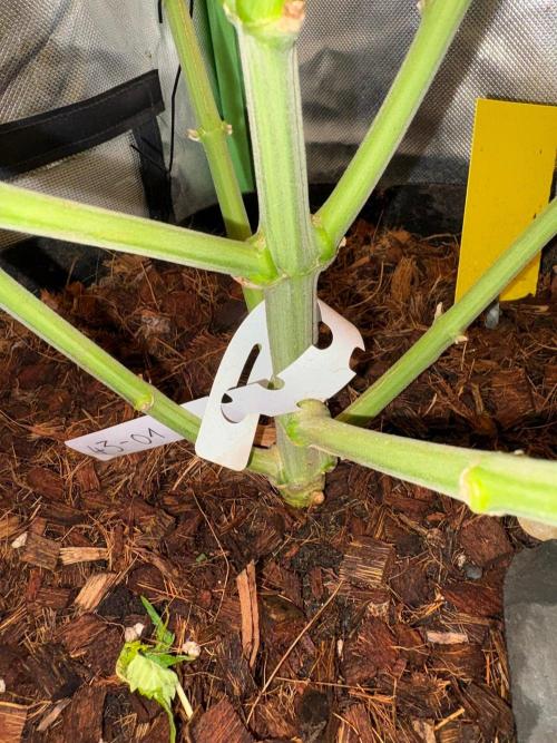 Grow Motion sucht den Super Pheno. Week 14