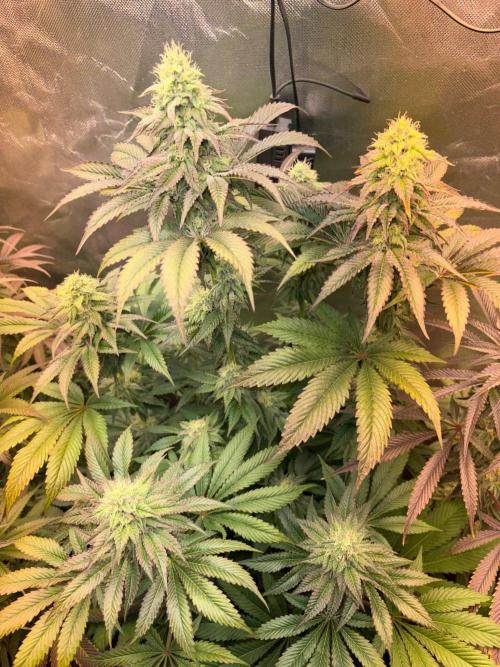 Grow Motion sucht den Super Pheno. Week 14