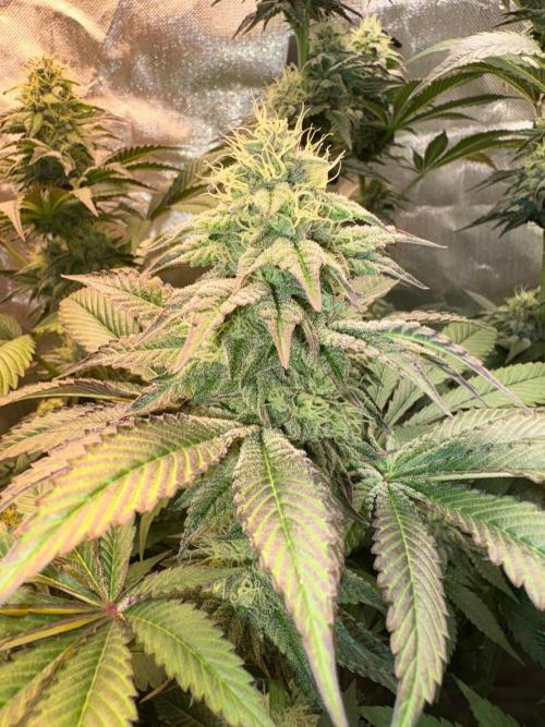 Grow Motion sucht den Super Pheno. Week 14