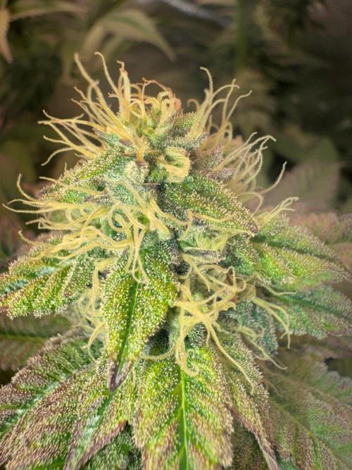 Grow Motion sucht den Super Pheno. Week 14