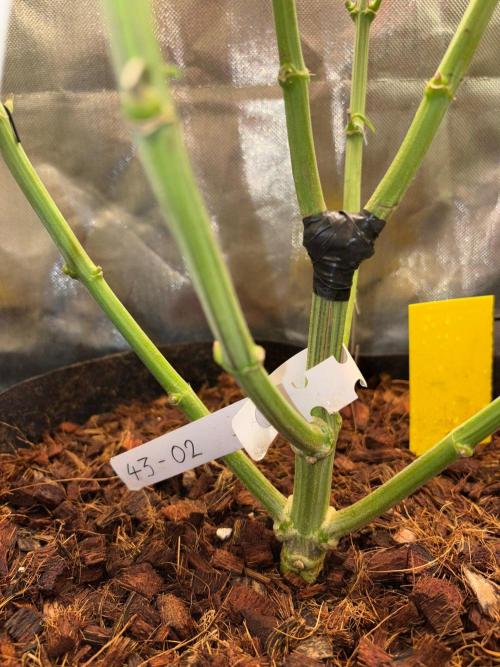 Grow Motion sucht den Super Pheno. Week 14