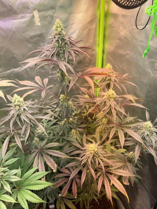 Grow Motion sucht den Super Pheno. Week 14