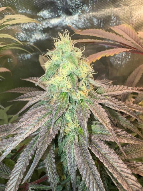 Grow Motion sucht den Super Pheno. Week 14
