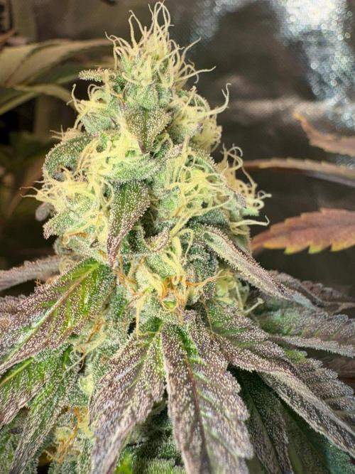 Grow Motion sucht den Super Pheno. Week 14