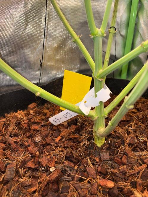 Grow Motion sucht den Super Pheno. Week 14