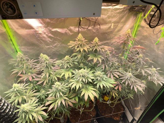 Grow Motion sucht den Super Pheno. Week 14