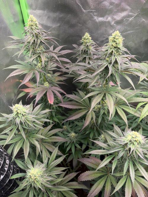 Grow Motion sucht den Super Pheno. Week 14