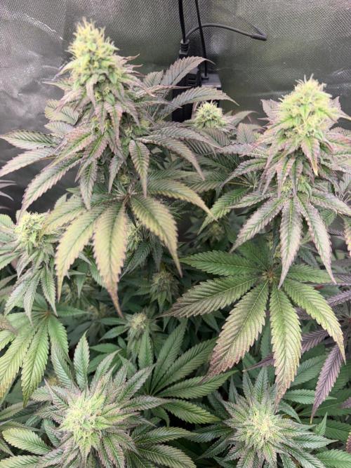 Grow Motion sucht den Super Pheno. Week 14